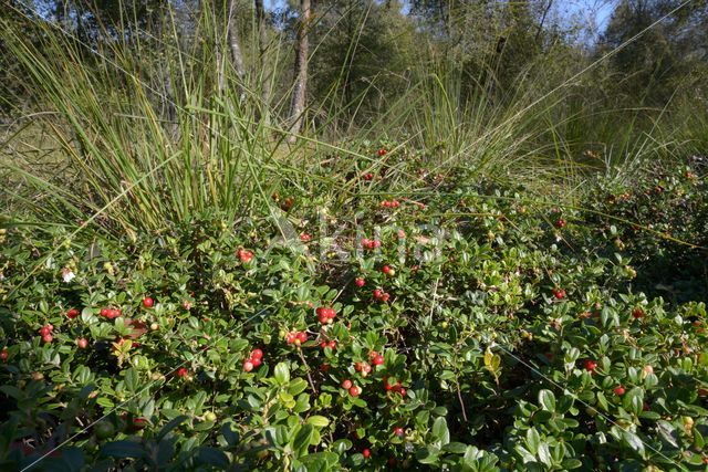 Bog Cranberry