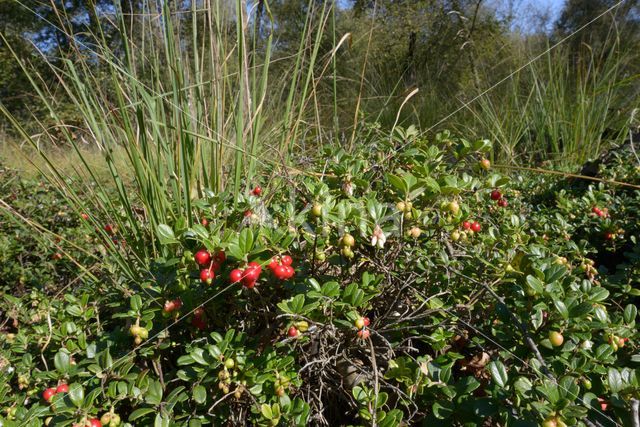 Bog Cranberry