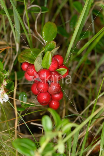 Bog Cranberry