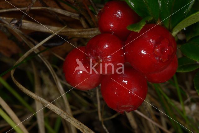 Bog Cranberry