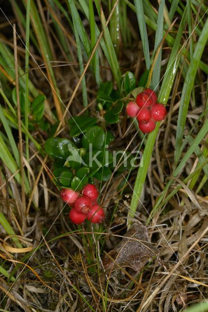 Bog Cranberry