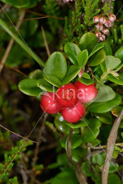 Bog Cranberry