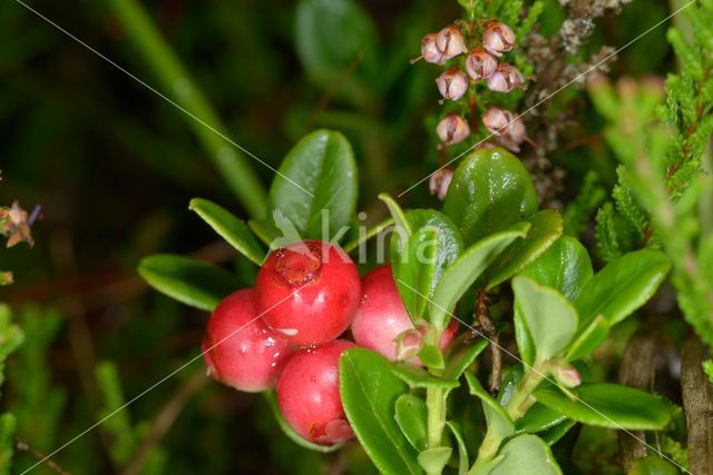 Bog Cranberry