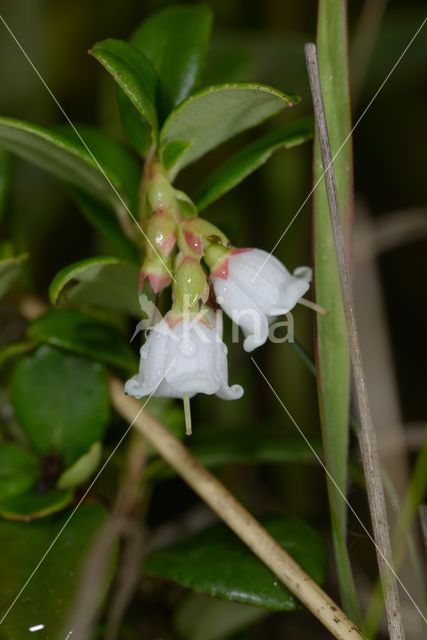 Bog Cranberry