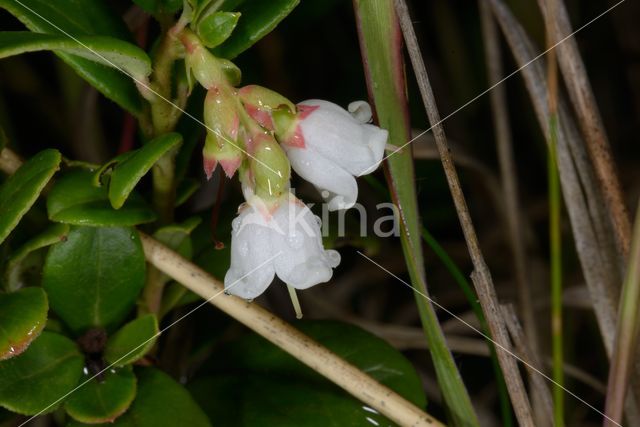 Bog Cranberry