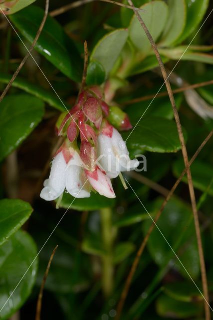 Bog Cranberry