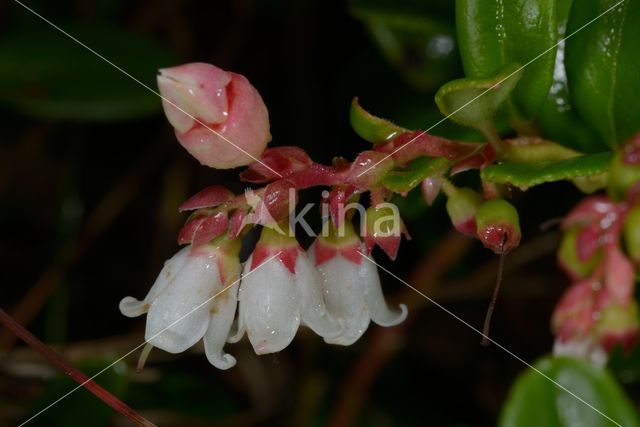 Bog Cranberry