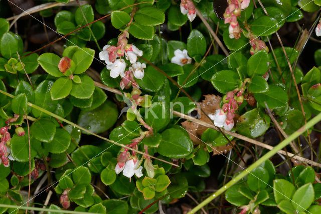 Bog Cranberry