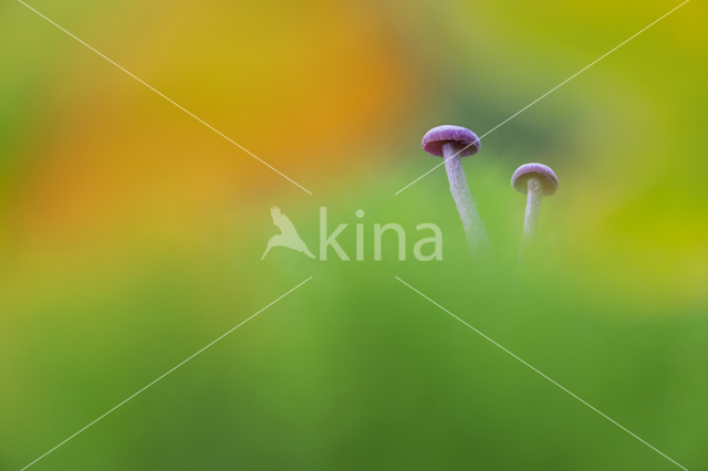 Amethyst Deceiver (Laccaria amethystina)