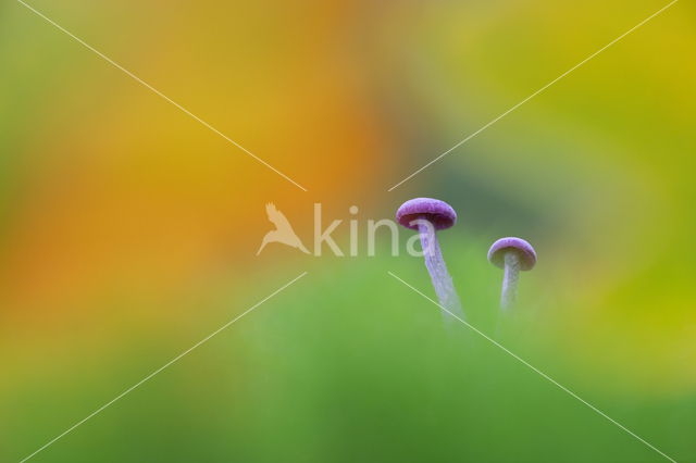 Amethyst Deceiver (Laccaria amethystina)