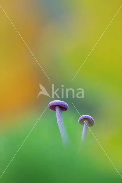 Amethyst Deceiver (Laccaria amethystina)