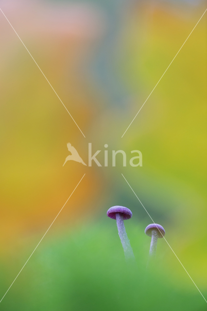 Amethyst Deceiver (Laccaria amethystina)