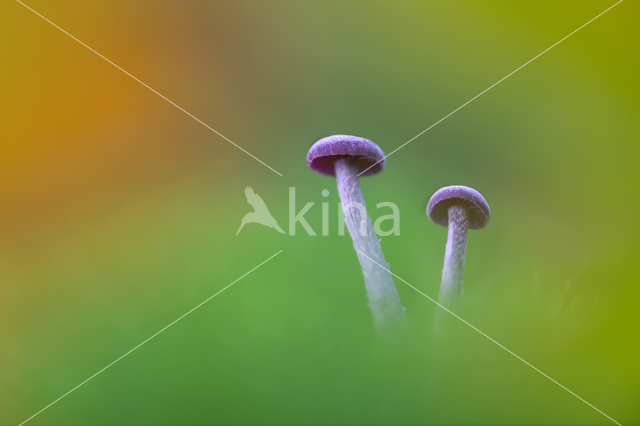 Amethyst Deceiver (Laccaria amethystina)