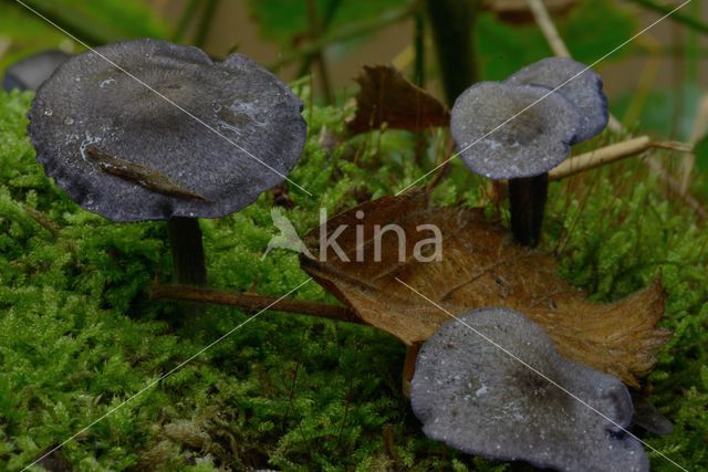 Amethyst Deceiver (Laccaria amethystina)