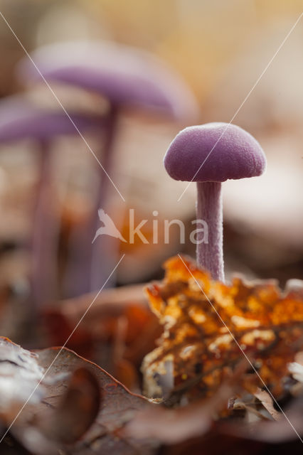 Amethyst Deceiver (Laccaria amethystina)