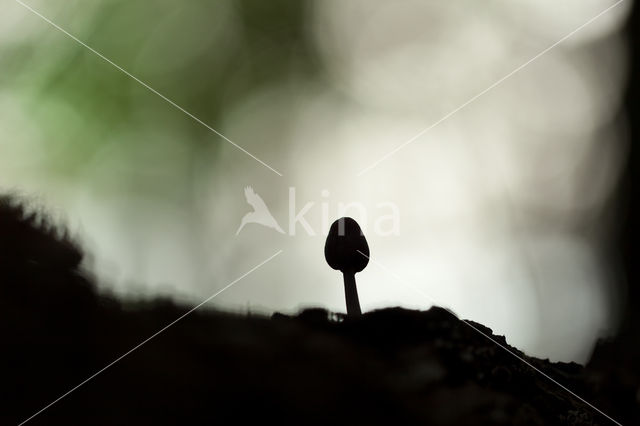 Amethyst Deceiver (Laccaria amethystina)