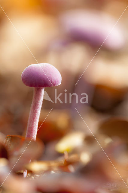 Amethyst Deceiver (Laccaria amethystina)