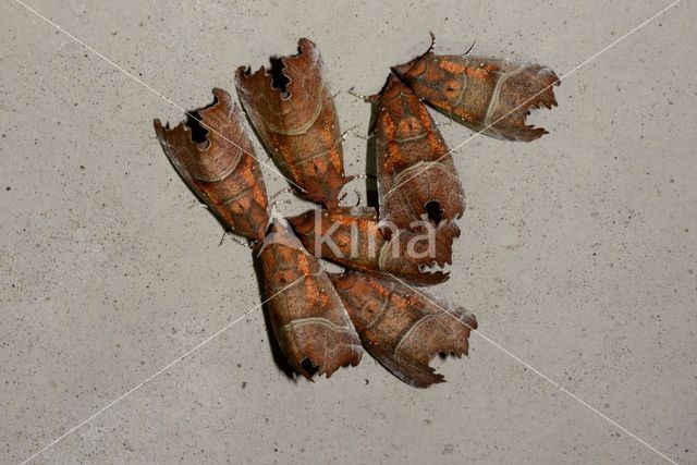 herald moth (Scoliopteryx libatrix)