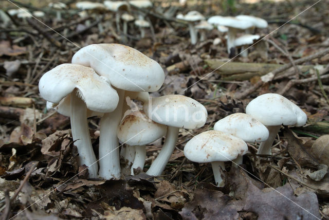 Spotted agaric (Collybia maculata)