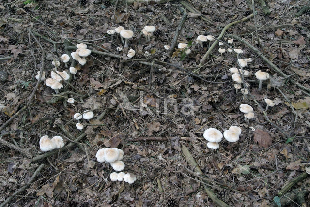 Spotted agaric (Collybia maculata)