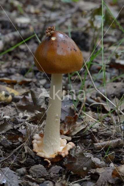 Tawny Grisette (Amanita fulva)