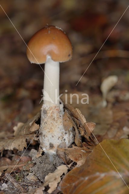 Tawny Grisette (Amanita fulva)