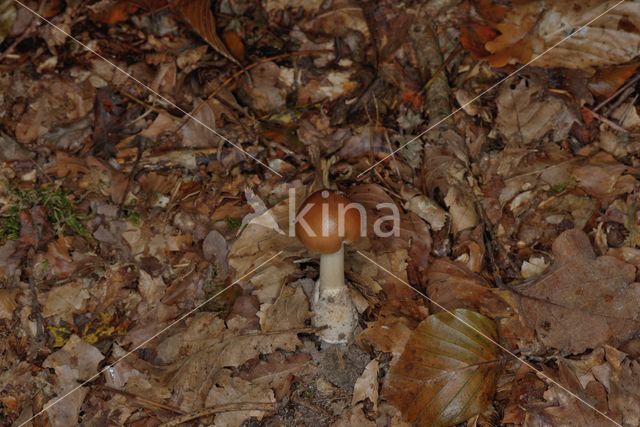 Roodbruine slanke amaniet (Amanita fulva)