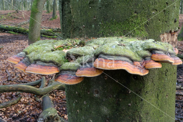 Red Banded Polypore (Fomitopsis pinicola)