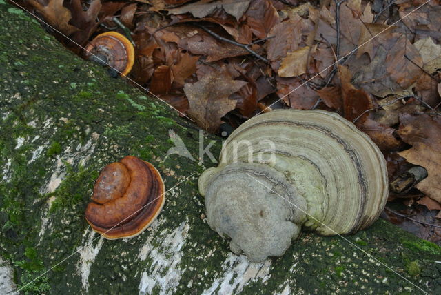 Red Banded Polypore (Fomitopsis pinicola)