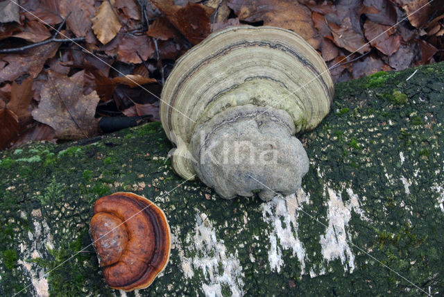 Red Banded Polypore (Fomitopsis pinicola)