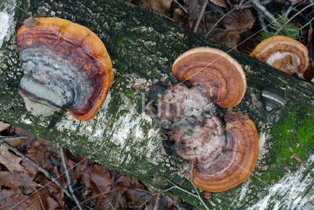 Red Banded Polypore (Fomitopsis pinicola)