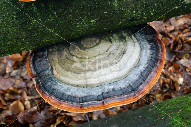 Red Banded Polypore (Fomitopsis pinicola)