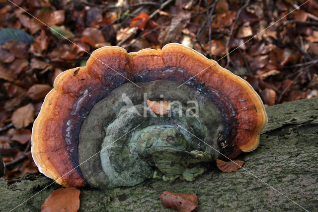 Red Banded Polypore (Fomitopsis pinicola)