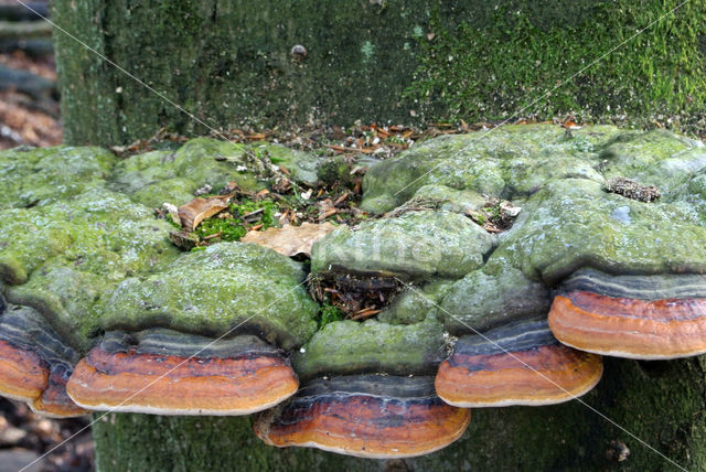 Red Banded Polypore (Fomitopsis pinicola)