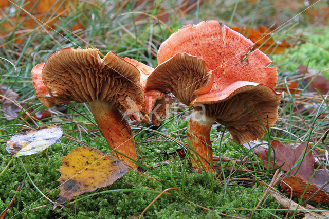 Roodschubbige gordijnzwam (Cortinarius bolaris)