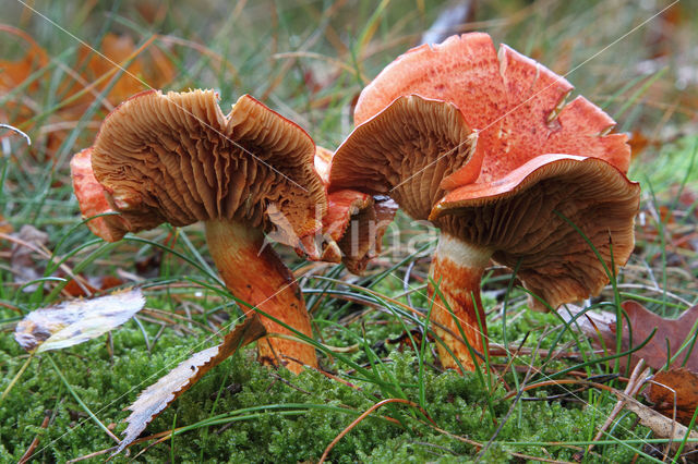 Roodschubbige gordijnzwam (Cortinarius bolaris)