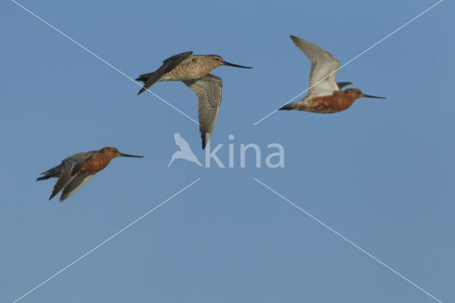 Bar-tailed Godwit (Limosa lapponica)