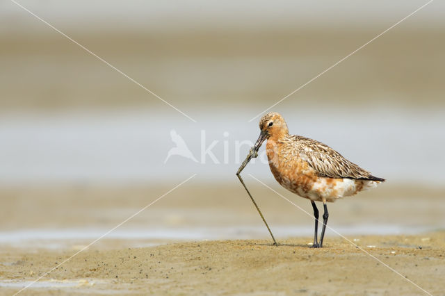 Bar-tailed Godwit (Limosa lapponica)