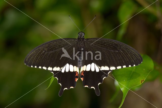 Common Mormon (Papilio polytes)