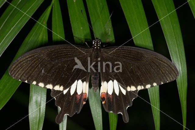 Rouwbandpage (Papilio polytes)