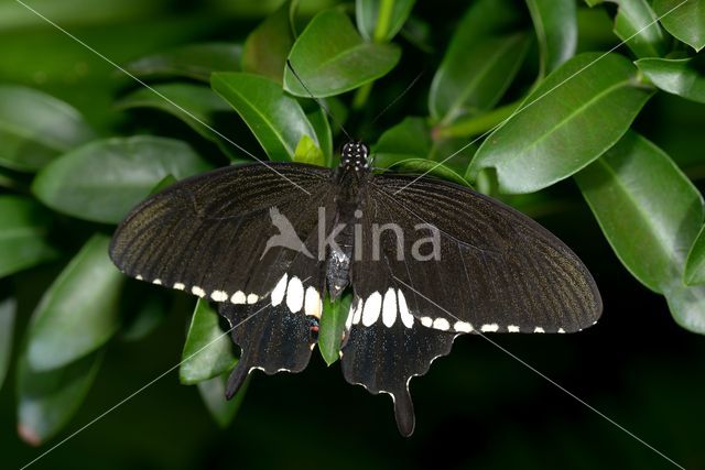 Rouwbandpage (Papilio polytes)