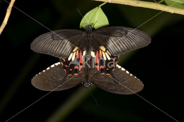 Common Mormon (Papilio polytes)