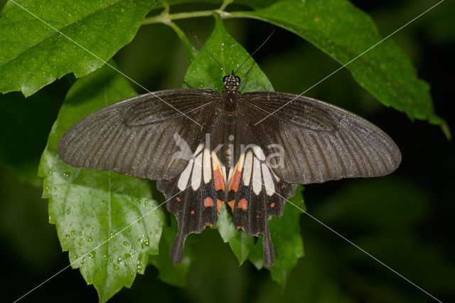 Rouwbandpage (Papilio polytes)