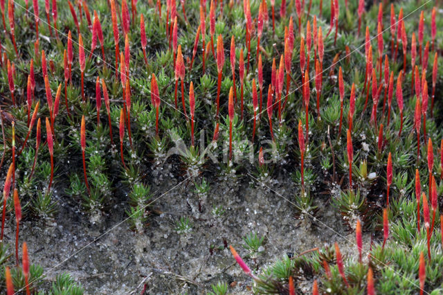 Ruig haarmos (Polytrichum piliferum)