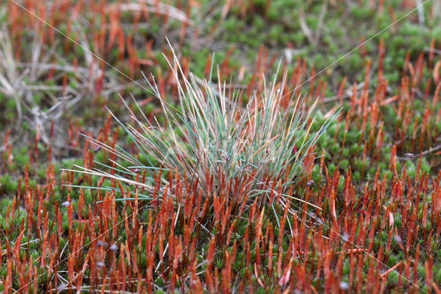 Ruig haarmos (Polytrichum piliferum)