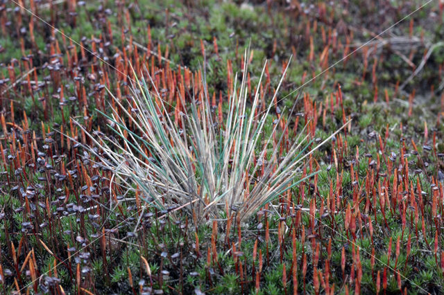 Bristly Haircap (Polytrichum piliferum)