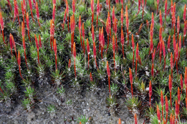 Ruig haarmos (Polytrichum piliferum)