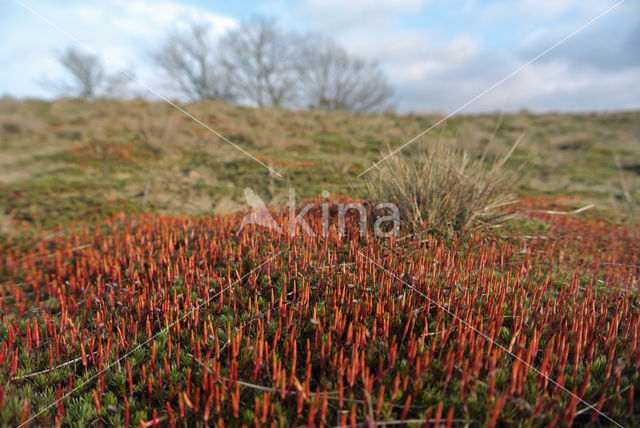 Bristly Haircap (Polytrichum piliferum)