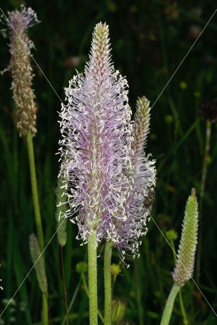 Hoary Plantain (Plantago media)