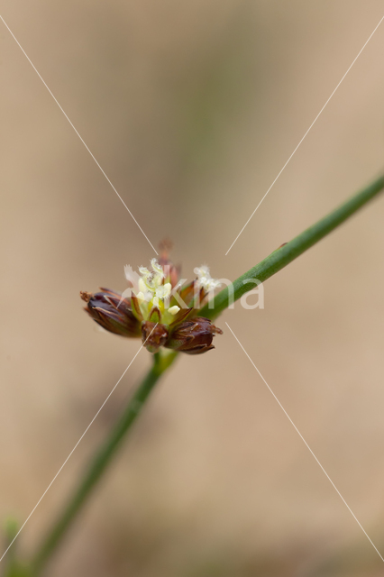 Rush (Juncus spec.)